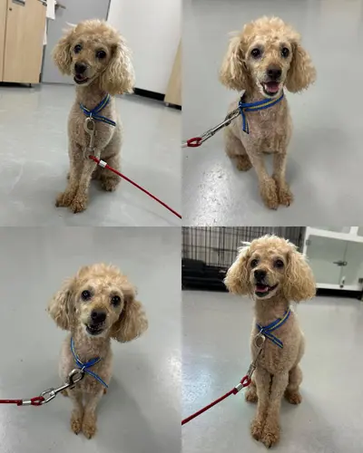 푸들 사진