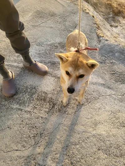 믹스견 사진