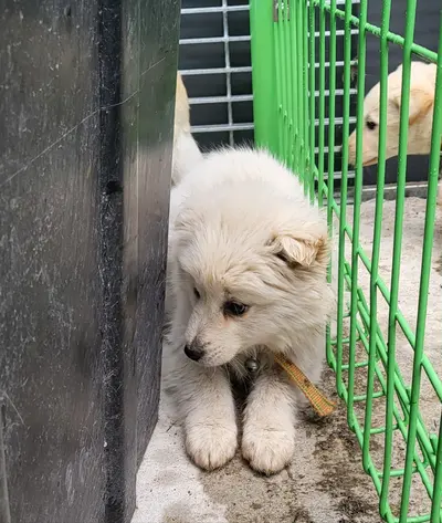 믹스견 사진