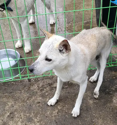믹스견 사진