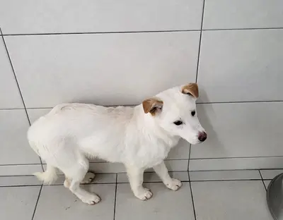 믹스견 사진