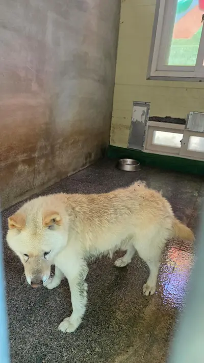 믹스견 사진