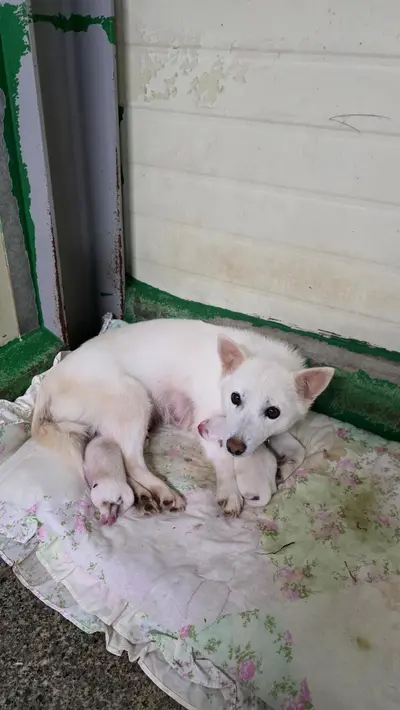 믹스견 사진