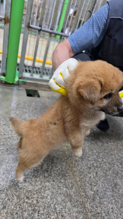 믹스견 사진