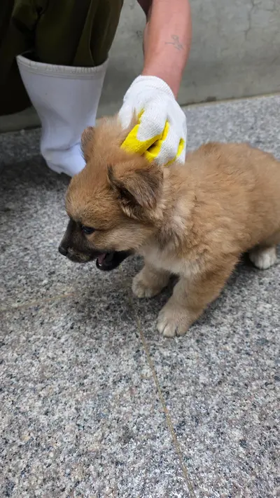 믹스견 사진