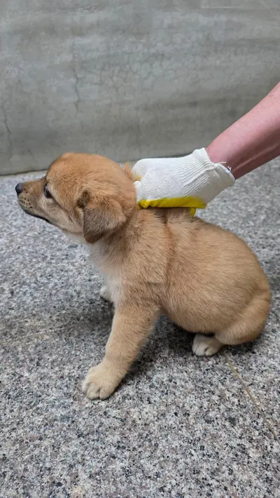 믹스견 사진
