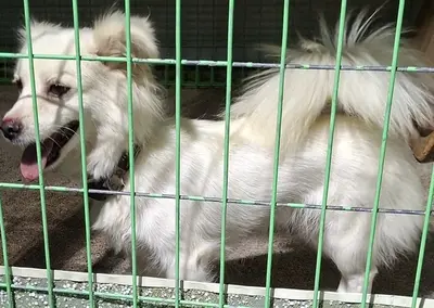 믹스견 사진