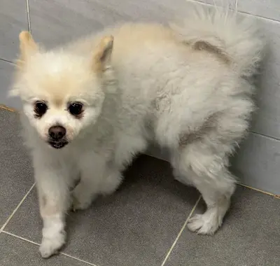 포메라니안 사진