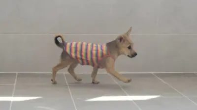 믹스견 사진