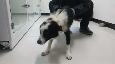 믹스견 사진