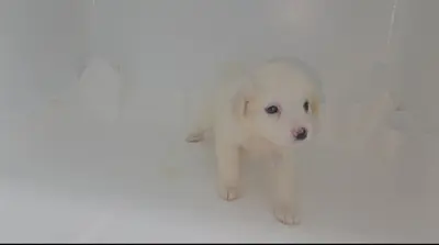 믹스견 사진