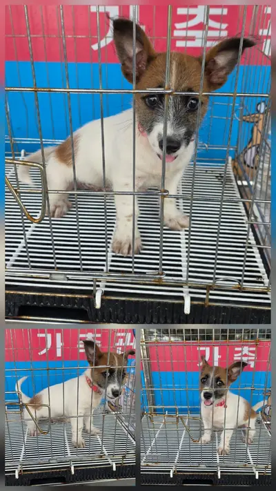 믹스견 사진