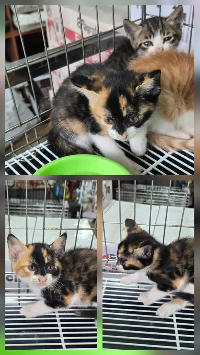 한국 고양이 사진