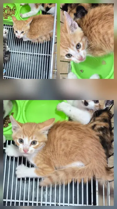 한국 고양이 사진