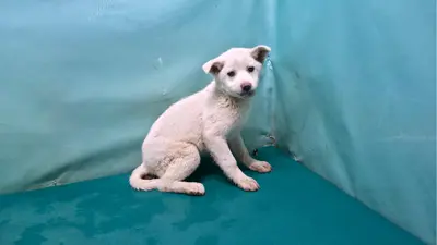 믹스견 사진