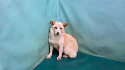 믹스견 사진