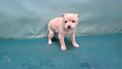 믹스견 사진