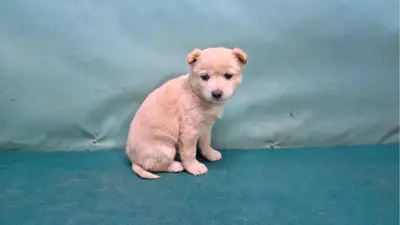 믹스견 사진