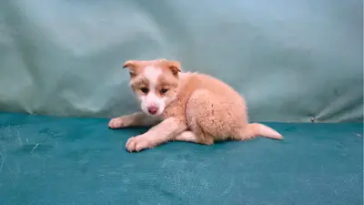 믹스견 사진