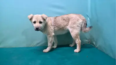 믹스견 사진