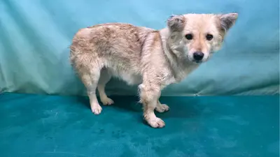 믹스견 사진