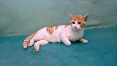 한국 고양이 사진