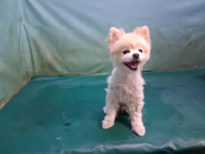 포메라니안 사진