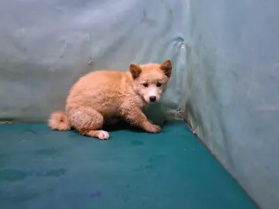 믹스견 사진