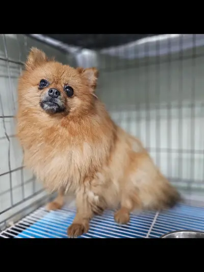 포메라니안 사진