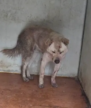 믹스견 사진