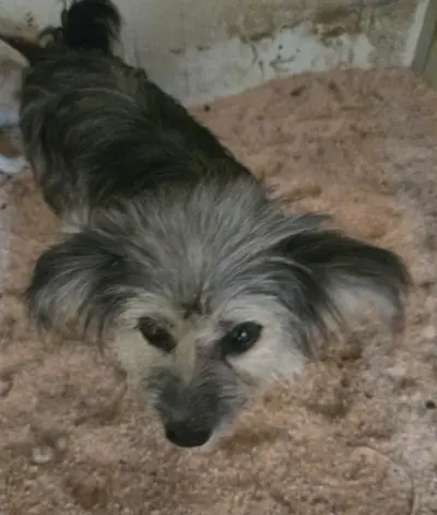 믹스견 사진