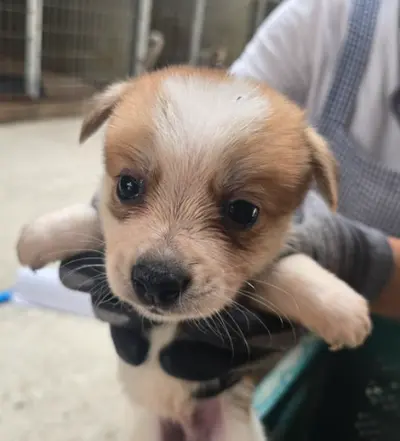 믹스견 사진