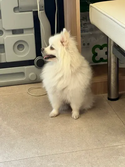 포메라니안 사진