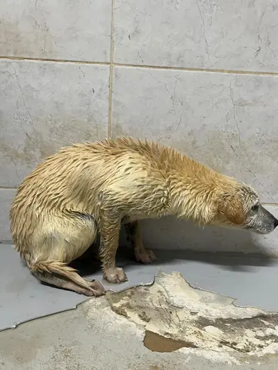 믹스견 사진