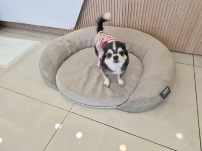 치와와 사진