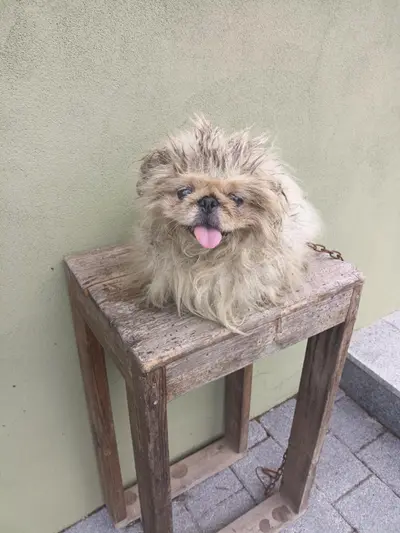 믹스견 사진