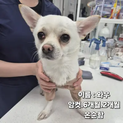 치와와 사진