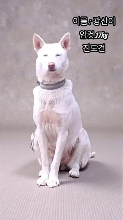 진도견 사진