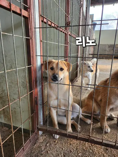 믹스견 사진