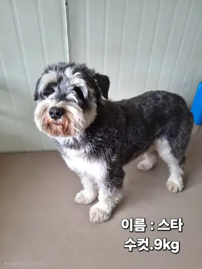 슈나우져 사진