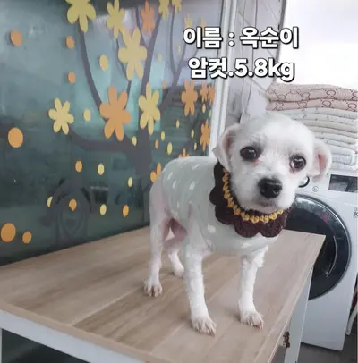 말티즈 사진