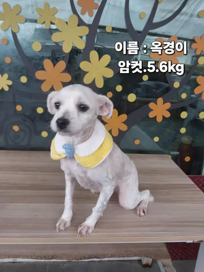 말티즈 사진