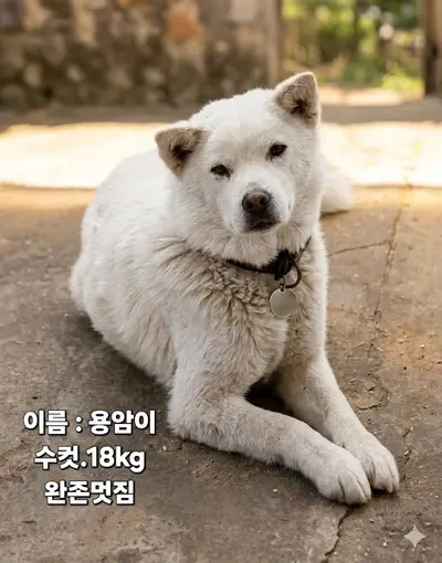진도견 사진