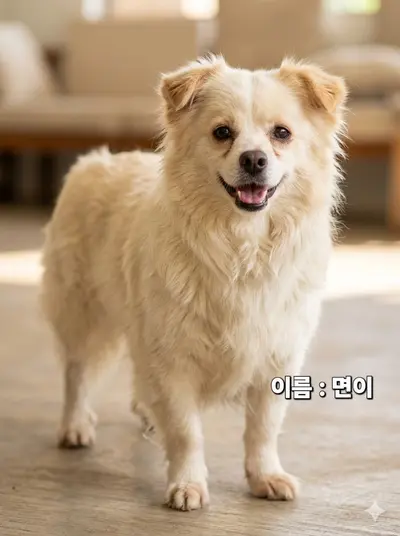 말티즈 사진