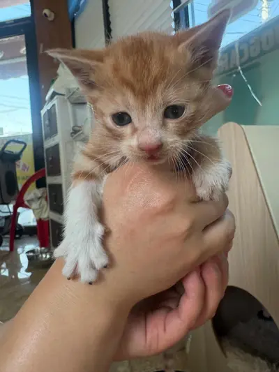 한국 고양이 사진