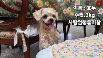 푸들 사진