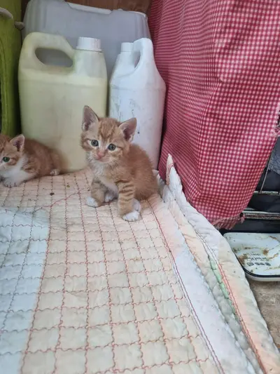 한국 고양이 사진