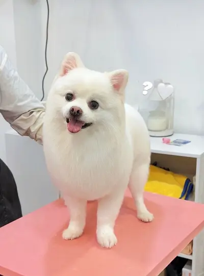 포메라니안 사진