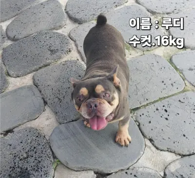 불독 사진
