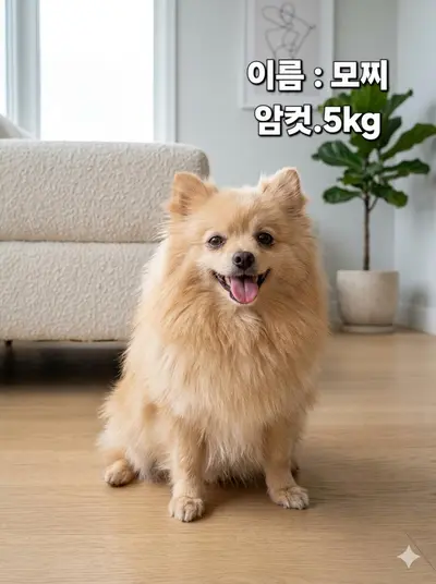 포메라니안 사진